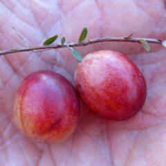vaccinium_macrocarpon_5445082.jpg