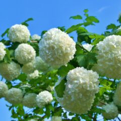 viburnum-6315912_1920-1830x1080-1.jpg