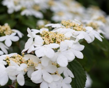 viburnum-plicatum-watanabe-5247895_1920-1-1620x1080-1.jpg