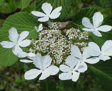 viburnum_furcatum0.jpg