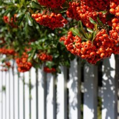 vogelbeeren_251586959.jpeg