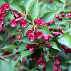 weigela-2117823_1920-1620x1080-1.jpg
