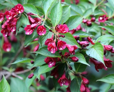 weigela-2117823_1920-1620x1080-1.jpg