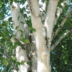white-trunk-5210657_1920-1440x1080-1.jpg