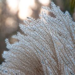 wintermiscanthus.jpg