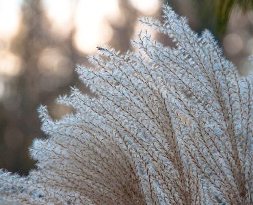 wintermiscanthus.jpg