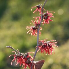 witch-hazel-4809098_1920-720x1080-1.jpg