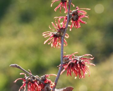 witch-hazel-4809098_1920-720x1080-1.jpg