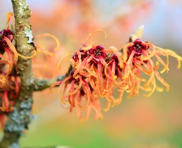 witch-hazel-603825_1920-1526x1080-1.jpg