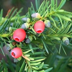 yew-1619263_1920-1620x1080-1.jpg