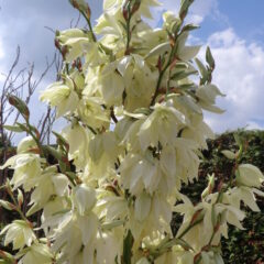 yucca-plant-tree-flower-spring-branch-1435213-pxhere.com_-717x1080-1.jpg