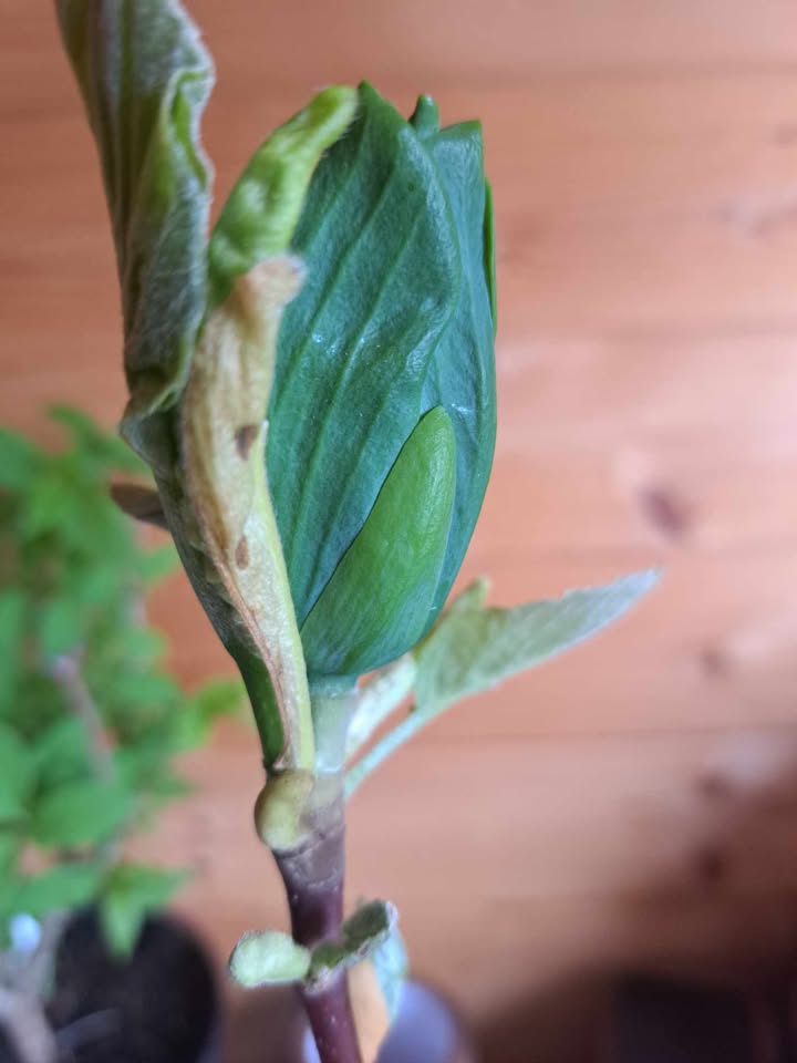 Magnolia 'Blue Opal' (Magnolia acuminata) - obrazek 7