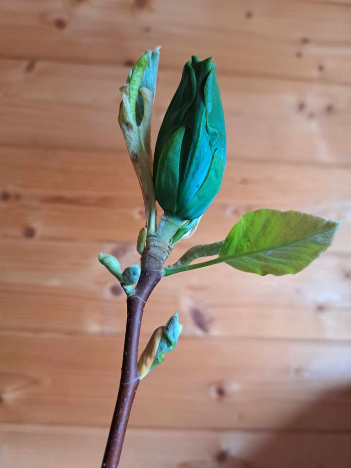 Magnolia 'Blue Opal' (Magnolia acuminata)