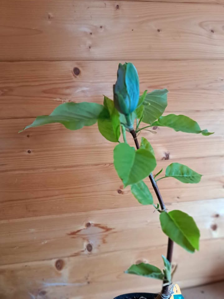 Magnolia 'Blue Opal' (Magnolia acuminata) - obrazek 4