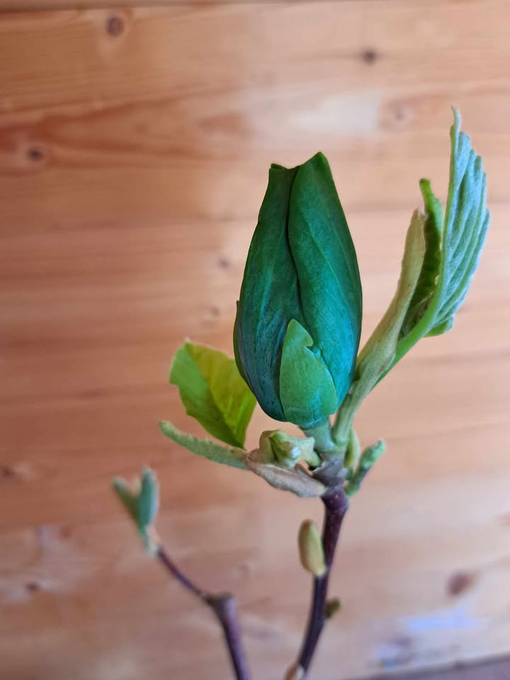 Magnolia 'Blue Opal' (Magnolia acuminata) - obrazek 2