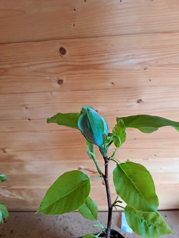 Magnolia 'Blue Opal' (Magnolia acuminata) - obrazek 3