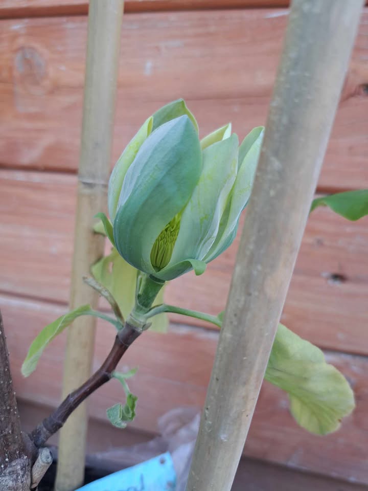 Magnolia 'Blue Opal' (Magnolia acuminata) - obrazek 6