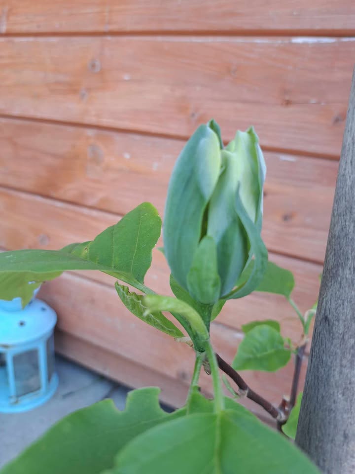 Magnolia 'Blue Opal' (Magnolia acuminata) - obrazek 5