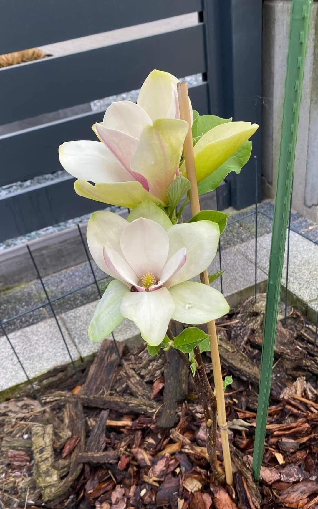 Magnolia ‘Sunsation’ – żółta magnolia do ogrodu, sadzonka 30–50 cm (2 l) - obrazek 4