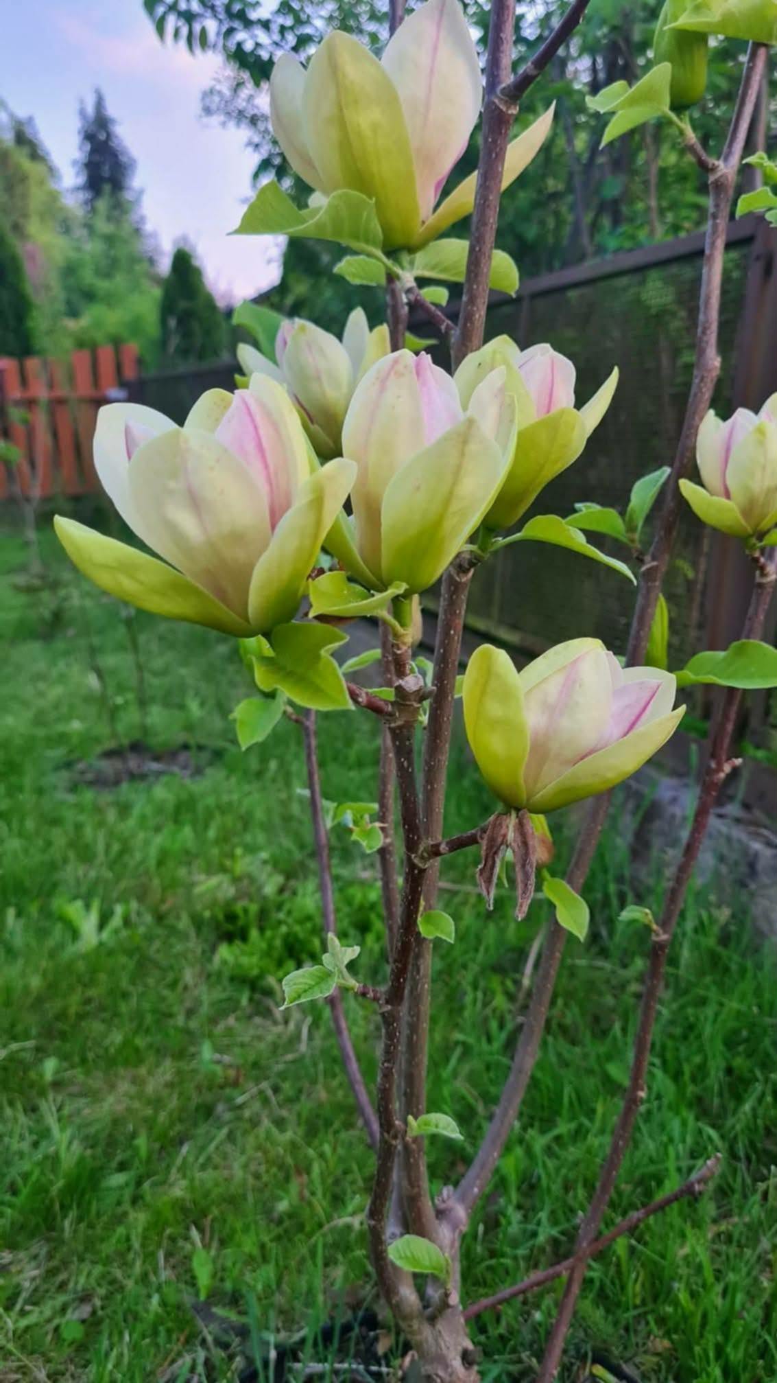 Magnolia ‘Sunsation’ – żółta magnolia do ogrodu, sadzonka 30–50 cm (2 l)