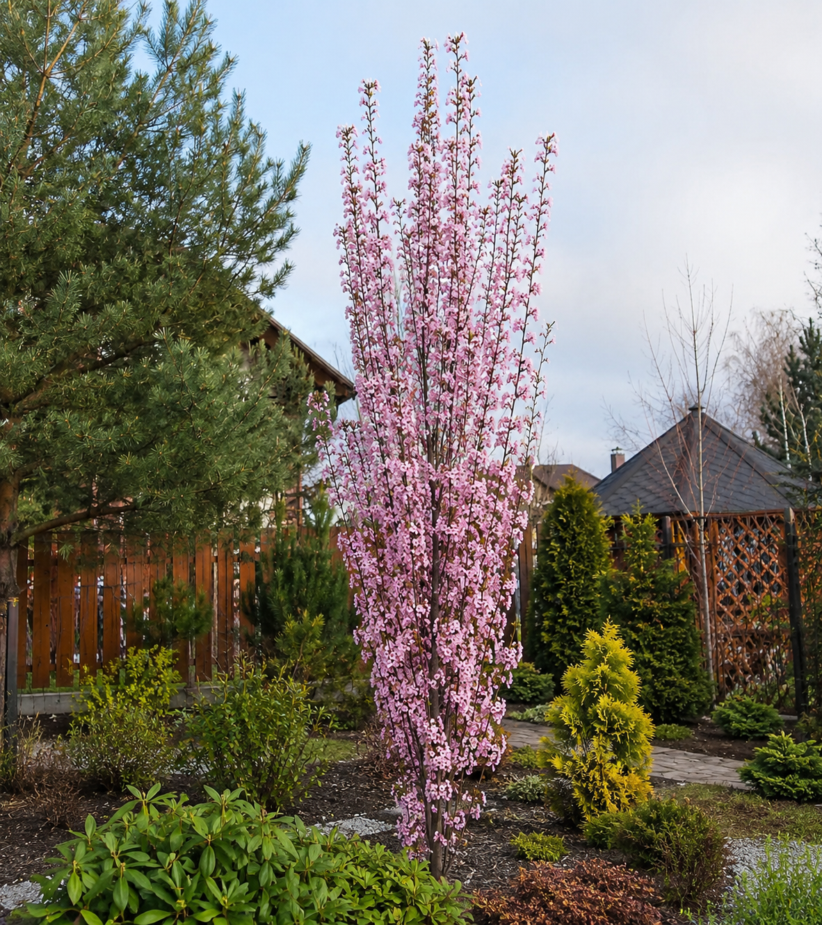 Wiśnia ozdobna Amanogawa (Prunus serrulata ‘Amanogawa’) - obrazek 5
