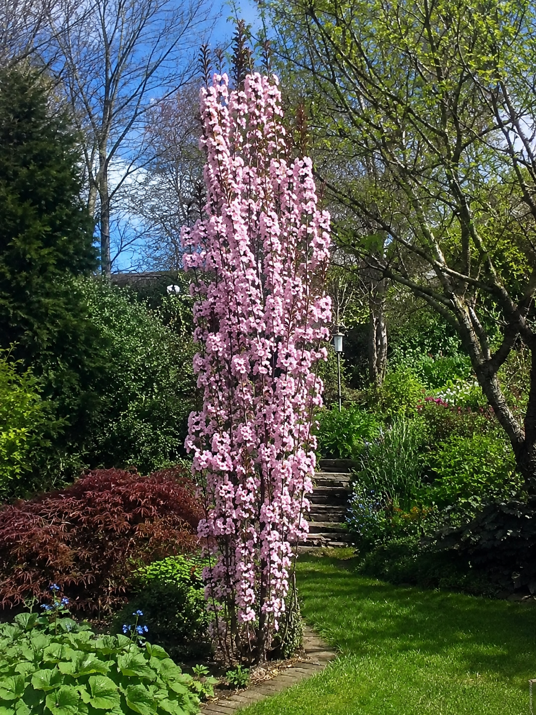 Wiśnia ozdobna Amanogawa (Prunus serrulata ‘Amanogawa’)