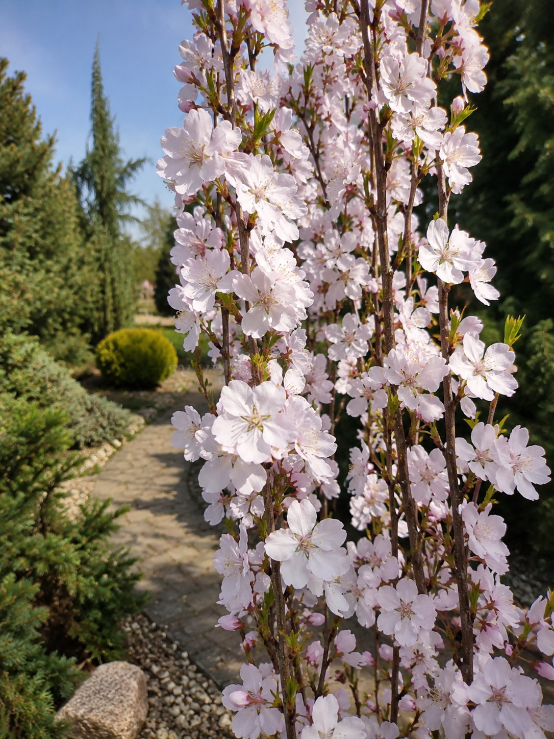 Wiśnia ozdobna Amanogawa (Prunus serrulata ‘Amanogawa’) - obrazek 4