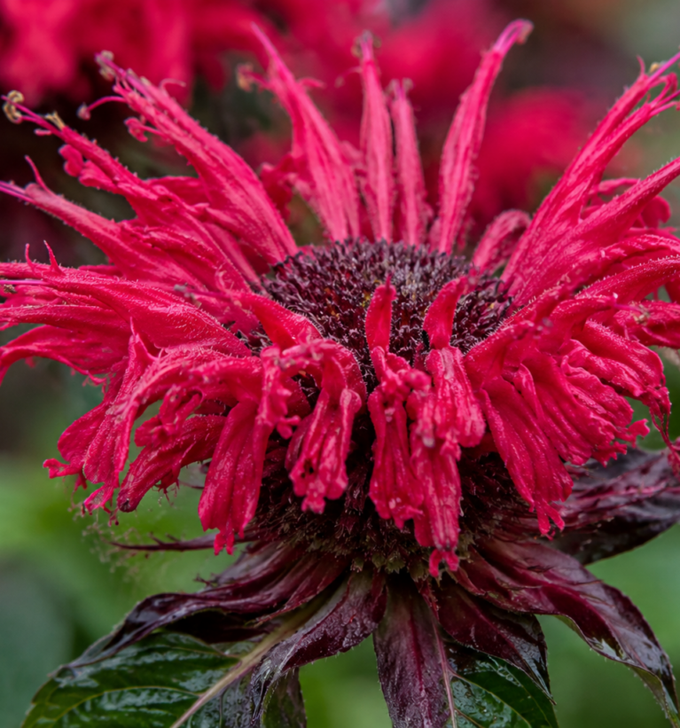 Pysznogłówka Bee Happy (Monarda)